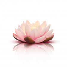 Download Isolated Flower Of Lotus With Light Pink Petals With Reflection On White Background 3d Vector Illustration For Free Lotus Flower Art Pink And White Background Floral Background