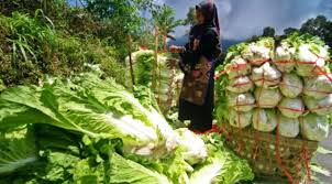 Ia sangat kaya dengan khasiat vitamin dan mineral serta membantu program diet. 5 Sayur Sayuran Paling Mahal Di Dunia Iluminasi