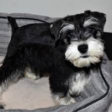With thousands of miniature schnauzer puppies for sale and hundreds of miniature schnauzer dog breeders, you're sure to find the perfect miniature schnauzer puppy. Winston Miniature Schnauzer Puppy 633830 Puppyspot