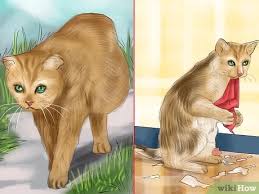 Watch for these common symptoms of stomach cancer. How To Diagnose Feline Intestinal Lymphoma 9 Steps