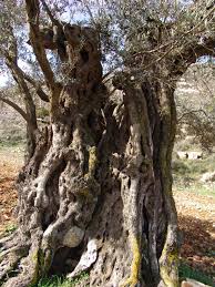 Palestinian Olive Tree Unique Trees Tree Tree Forest
