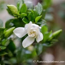 Their interest seasons also vary and many shrubs are decorative at more than one time of year, bearing spring or summer flowers, berries, striking autumn foliage and. Summer Flowering Bushes Idioticfashion
