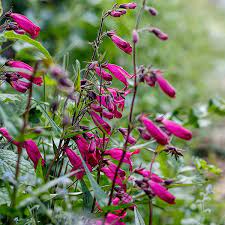 We live in the pacific northwest, and there are two types of hummingbirds in our area. 6 Plants That Attract Hummingbirds Mclendon Hardware