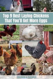 I used to think a chicken was just a chicken until i after some debate, we decided the best breed of chicken to start our family flock was silver laced wyandotte, a color variation of an amazing breed. Top 9 Best Laying Chickens That You Ll Get More Eggs Chart