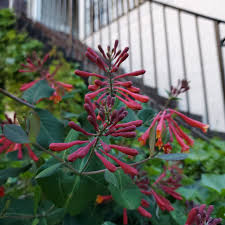 Image result for Turraea floribunda