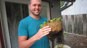 In these regions, they grow in sandy soil that how to care for a venus flytrap. Potting Re Potting And Transplanting Venus Flytraps Flytrapcare Com