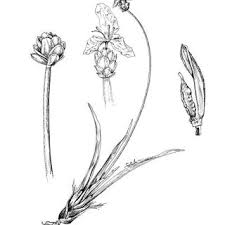 Image result for Xyris laniceps