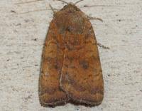 Image result for Noctua interjecta