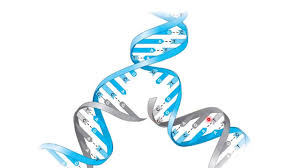Chapter 8 from dna to protins. Chapter 8 Dna Replication And Protein Production Youtube