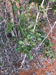 Image result for Stereospermum harmsianum