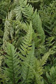 Image result for Polystichum sinense