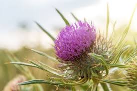 Eselsdistel Onopordum Acanthium Wirkung Und Anwendung In 2020 Distel Pflanzen Heilpflanzen