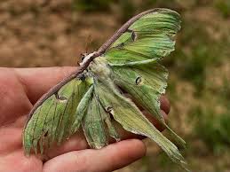 Image result for Arthropteris anniana