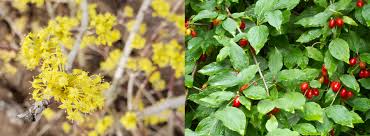 There are some flower types that you can choose to change your garden into gorgeous home exterior. Flowering Hedges For Privacy Instanthedge