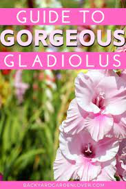 How To Grow Gladiolus And Add Color To Your Garden Gladiolus Flower Gladiolus Grow Gorgeous