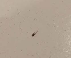 Kleine braune kafer uberall was tun kafer in der wohnung. á… Silberfische Larven Tipps Zum Bekampfen Larven Bilder