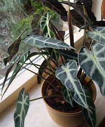 Alocacia Bambino Plant Care Houseplant Plant Care Plants