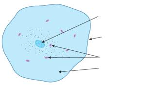 Animal cell anatomy diagram structure with all parts nucleus smooth rough endoplasmic. Igcse Biology Diagrams Animal Cell Diagram Quizlet