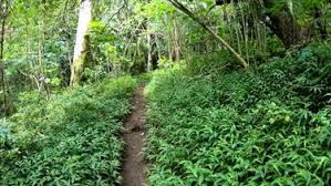 We did not find results for: Ualakaa Trail Activities On Oahu Honolulu Hawaii