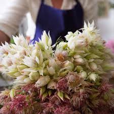 We did not find results for: Protea Blushing Bride The Flower Hub