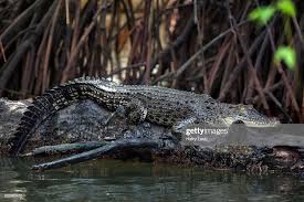 Saltwater Crocodile Lying On Tree Trunk In Mangrove Forest
