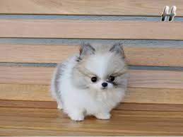 Perfect Akc Micro Tiny Tea Cup Pomeranian Puppies Cute Baby Animals Cute Animals Pomeranian Puppy Teacup
