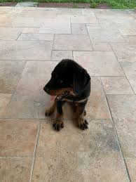 Connect with the best pet sitters in modesto—today! Puppies Rottweiler For Sale In Miami Fl Offerup Rottweiler For Sale Puppies Pet Supplies