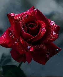 Sandro Pertini on Twitter: "http://t.co/lbtzWZDWds Rosa Rossa "Pertini" con  gocce di rugiada. Passione per la Politica, Passione per la Vita." / Twitter