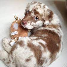 Aussiedor _lilly On Instagram Frauchen Der Fred Ist Ploetzlich Von Ganz Alleine Aufgeplatzt Aussie Welpen Australian Shepherd-welpen Australian Shepherd