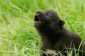 Check spelling or type a new query. British Colombia Black Wolf Puppy Baby Wolves Animals Beautiful Wolf Pup