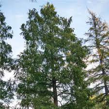 If planting is desired under a large tree try to use a tree that provides filtered shade and not dense shade. Dawn Redwood Tree On The Tree Guide At Arborday Org