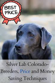 Silver color registered by akc under chocolate, charcoal under black. Silver Lab Colorado Breeders Price And Money Saving Techniques In 2021 Silver Labs Silver Lab Puppies Money Saving Techniques