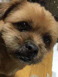 丸 おしゃれまとめの人気アイデア pinterest maru the dog