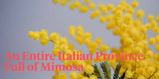 Maybe you would like to learn more about one of these? Everything You Want To Know About Mimosa Article On Thursd