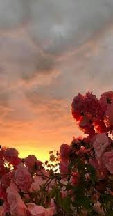 Are you looking for flower wallpaper? Flower Wallpaper Iphone