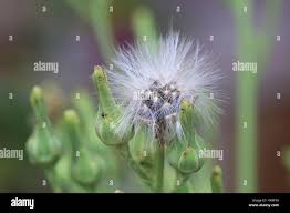 Image result for Lactuca indica