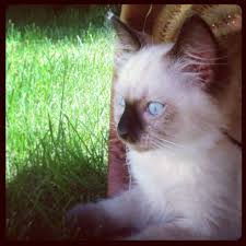Stunning kittens available for purchase and ready to find their forever home! Craigslist Ragdoll Kitten Los Angeles