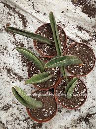 Image result for Sansevieria hallii
