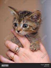 European shorthair cats are a moderately active cat breed. Tabby European Image Photo Free Trial Bigstock