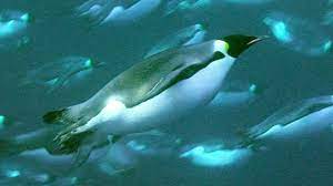 Penguins are very efficient swimmers. Ocean Wildlife Emperor Penguins Deep Sea Diving For Food Bbc Video Boomers Daily