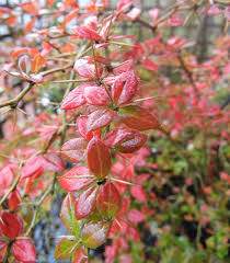 Image result for Berberis verruculosa