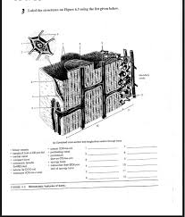 Bone regions diaphysis • the shaft. Solved Label The Structures On Figure 6 3 Using The List Chegg Com