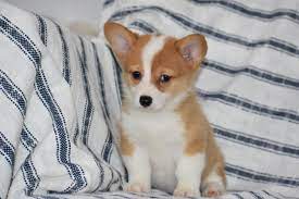 Our pembroke welsh corgi puppies for sale come from either usda licensed commercial breeders or hobby breeders with no more than 5 breeding mothers. Corgi Puppies For Sale In Indiana Michigan Chicago Ohio