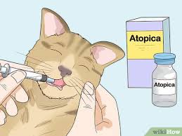 The symptoms a person gets likely relate to multiple factors that include genetics, environment and personal health. How To Handle Autoimmune Skin Disease In Cats 8 Steps