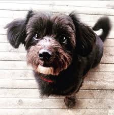 Black And White Papillon Shih Tzu Mix 17 Papillon Dogs Mixed With Poodle