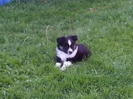 Deposits and payment can be made safely through venmo or paypal you will need to add 3% to the amount if using paypal, this is for their charges. Adorable Miniature Australian Shepherd Pups For Sale In Roy Washington Classified Americanlisted Com