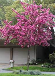 However, what this pear tree species lacks in fruit makes up for in spring with its masses of white blossoms covering the bare branches. 34 Dwarf Flowering Trees Ideas Flowering Trees Ornamental Trees Trees To Plant