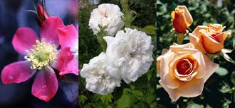 Taxonomy All About Roses