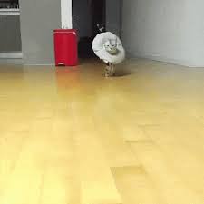 I Shake My Little Tush On The Catwalk Http Ift Tt 2h0816ctap The Link To Check Out Great Cat Products We Have For Y Best Cat Gifs Cat Walk Cute Funny Animals