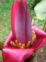 Image result for Musa sp. (Ornamental bananas)